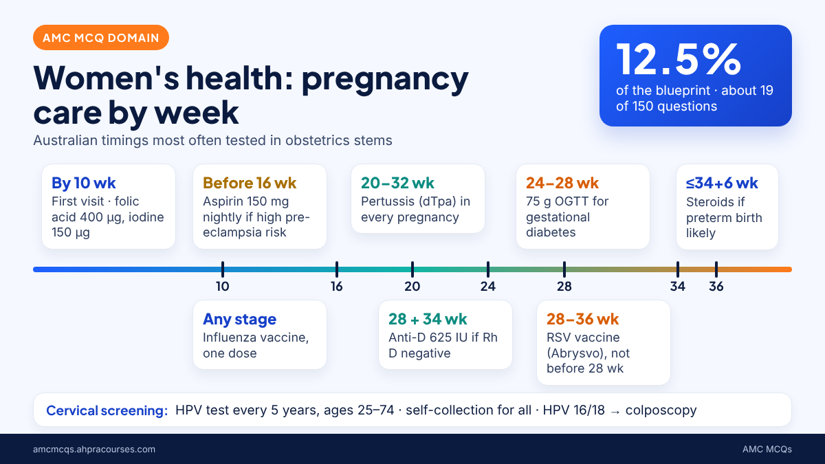 AMC obstetrics and gynaecology MCQ infographic showing an Australian pregnancy care timeline from first visit to 36 weeks